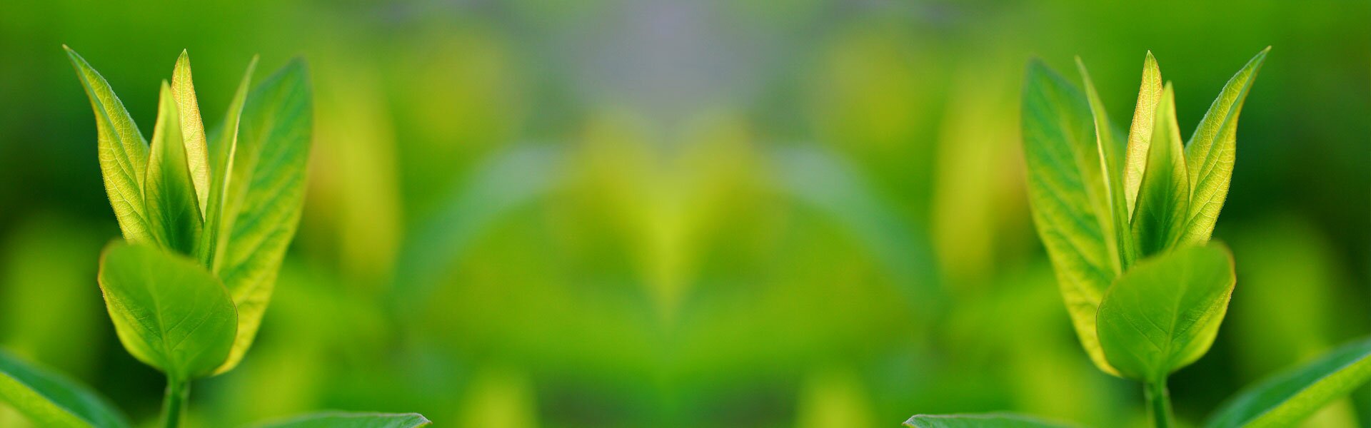 banner0012