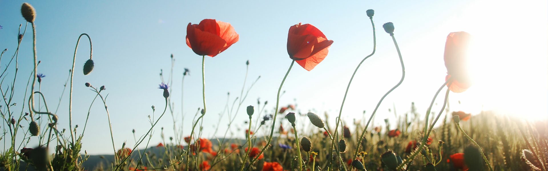 banner004